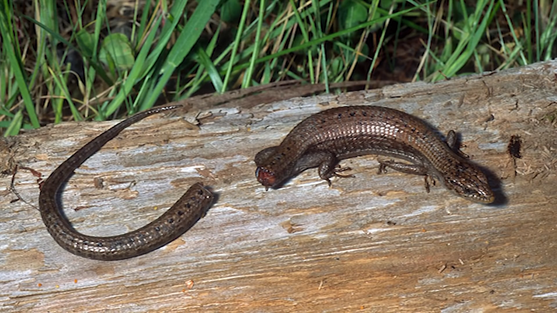 Watch what happens when a lizard loses its tail