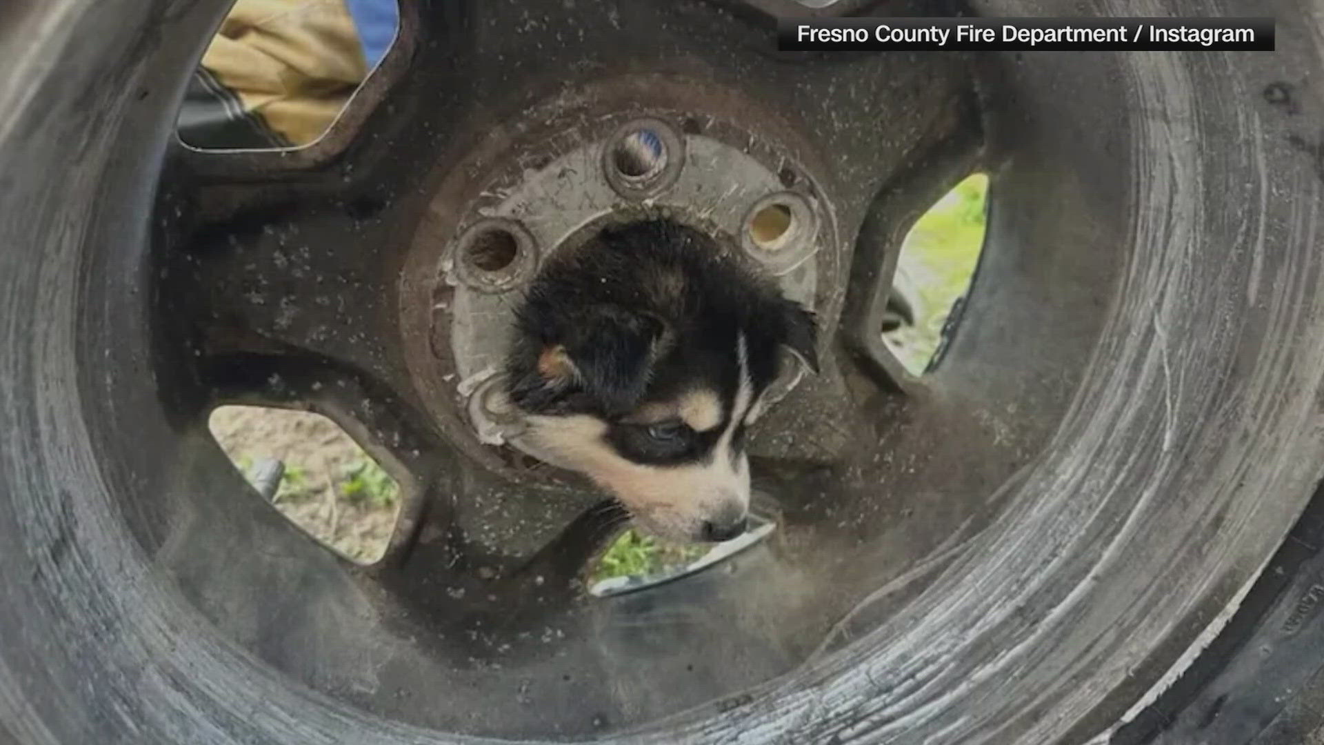 California firefighters rescue curious puppy who got its head stuck in ...