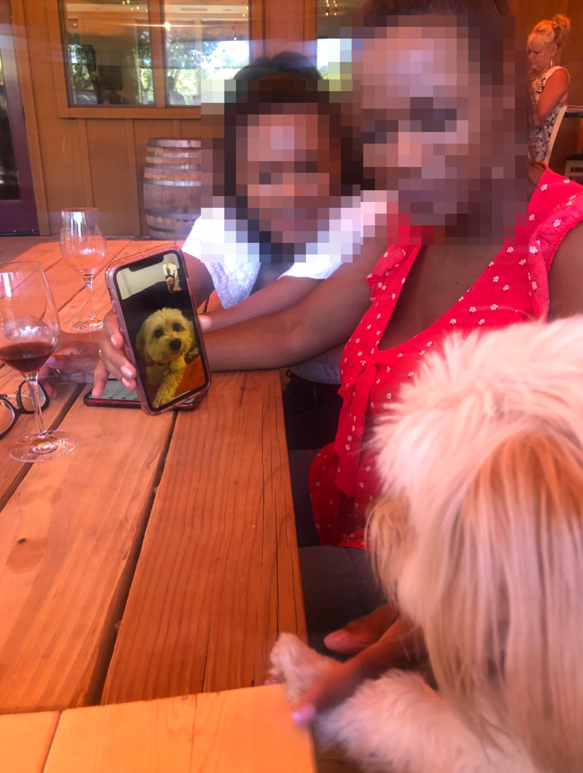 Two women at a table enjoy a video call featuring a small dog on the phone screen, while another dog sits nearby with them