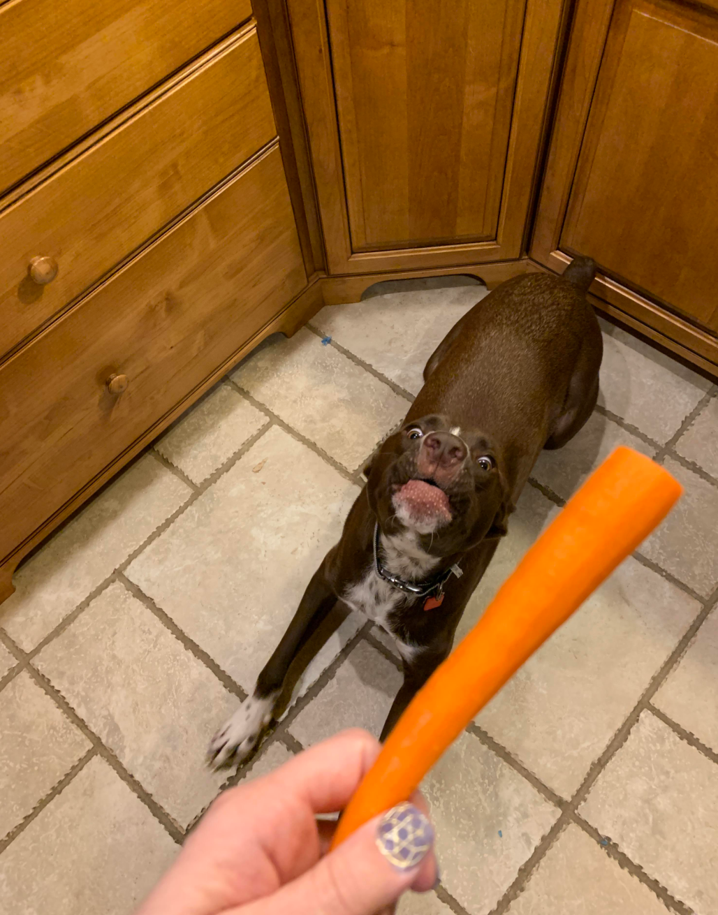 Dog eagerly looking up at a person holding a carrot in a kitchen
