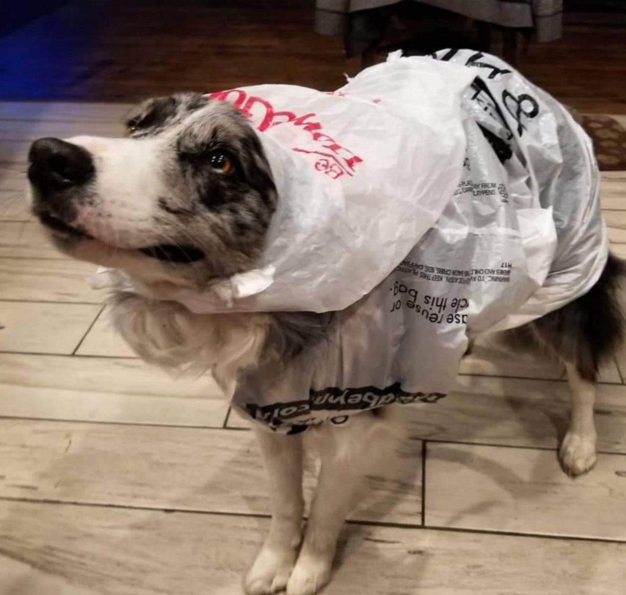 Dog wearing a plastic grocery bag like a cape, looking up with a playful expression