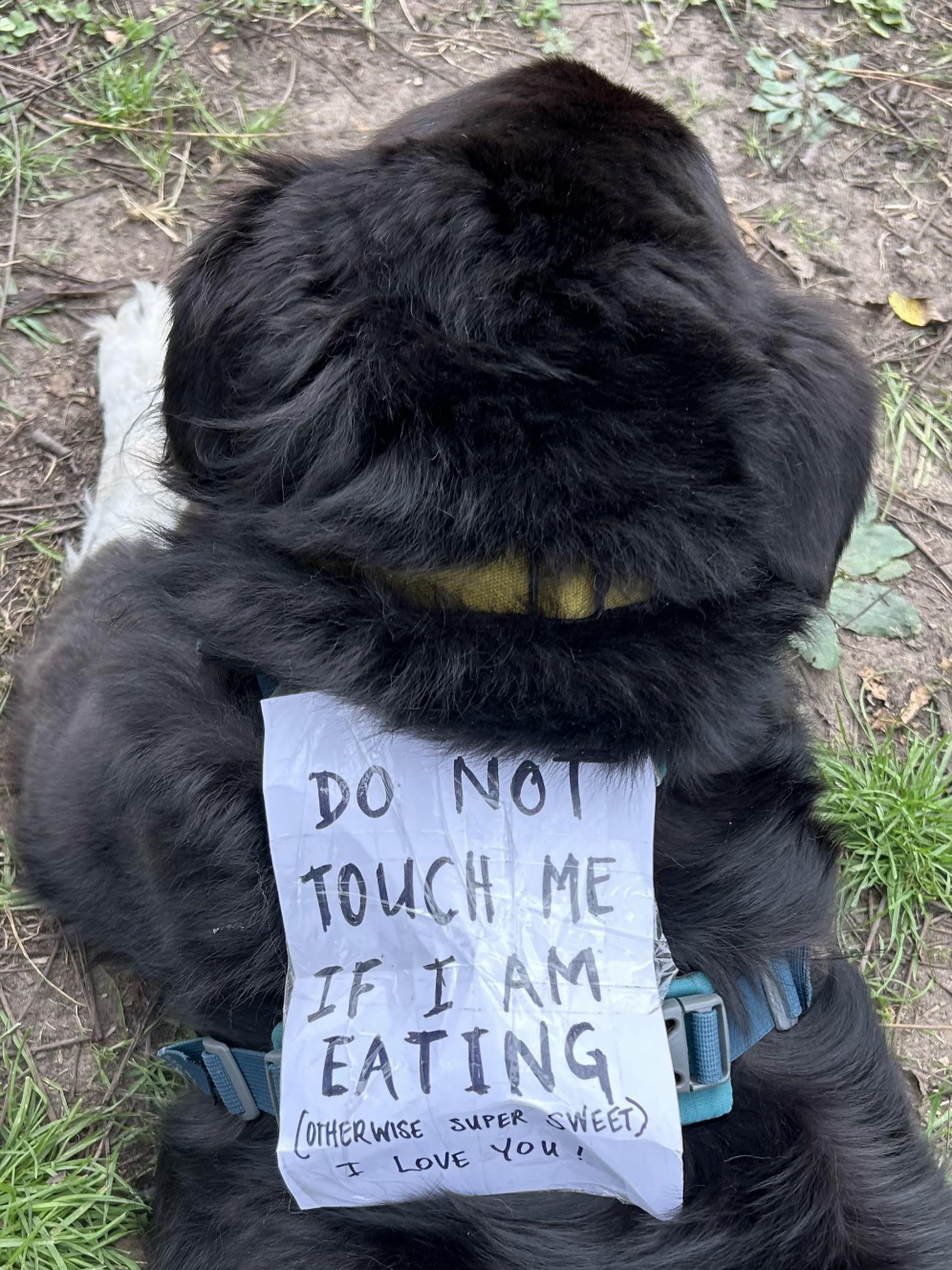 Dog wearing a harness with a note saying "Do not touch me if I am eating (otherwise super sweet). I love you!"