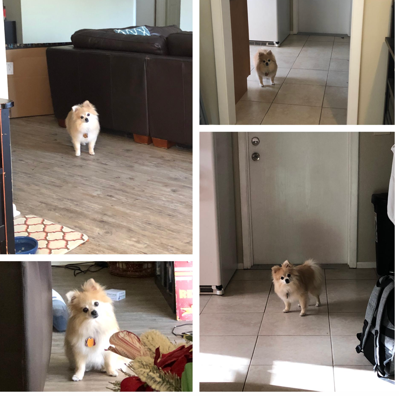 A small fluffy dog stands in various spots around a home's living room and hallway