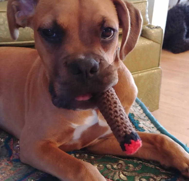 A dog playfully holds a knitted toy resembling a cigar while lying on a patterned rug indoors