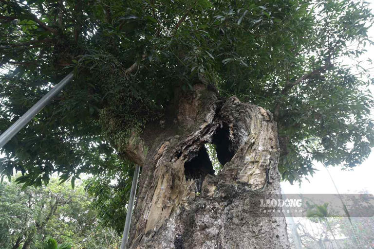 Cây di sản rỗng thân hơn 300 năm tuổi vẫn tỏa bóng xanh mát ở Ninh Bình