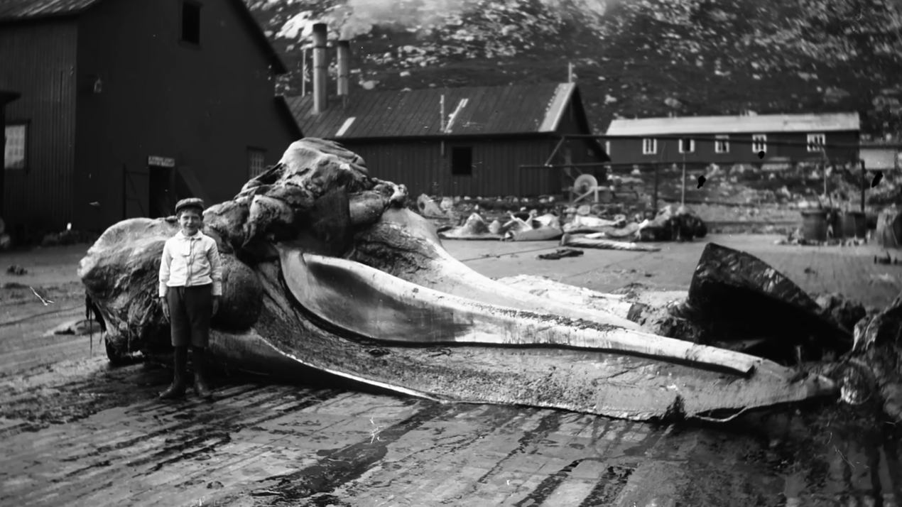 This creature was supposed to be extinct - then it reappeared