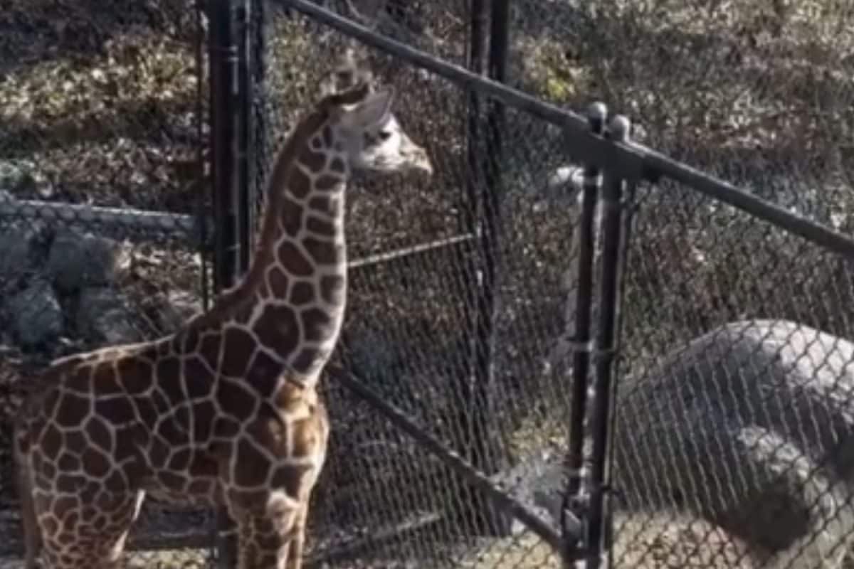 Baby giraffe and ostrich’s adorable ‘staring contest’ at Memphis Zoo ...
