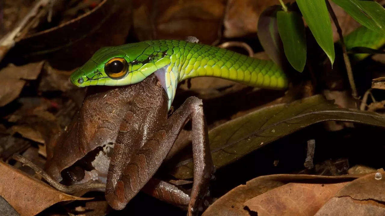 Meet the parrot snake: The sleek green hunter that can grow over 5 feet ...
