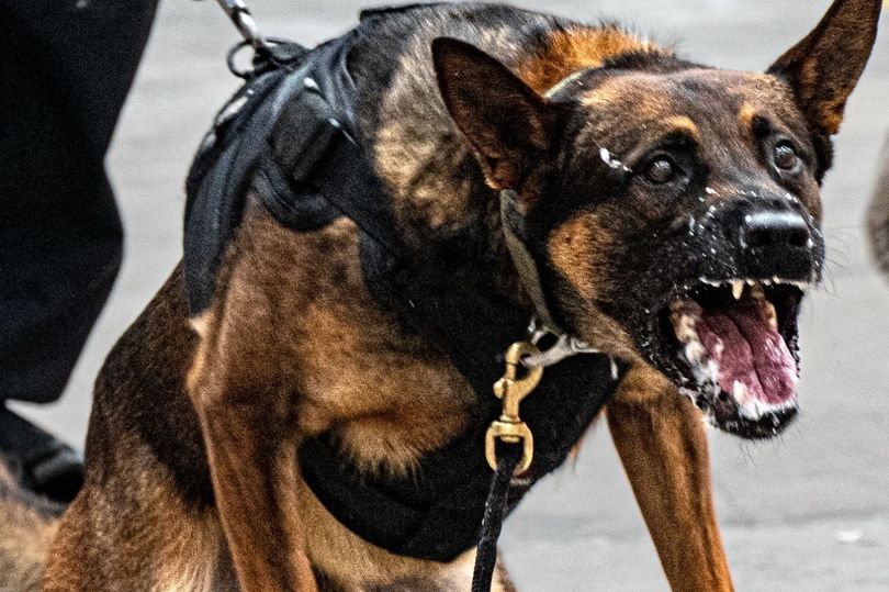 'Persuasive' police dog helped arrest North Wales suspect after scaled ...