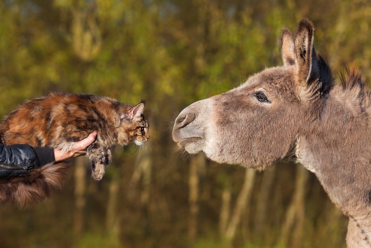 Watch a Maine coon cat ride on donkey best friend in adorable video