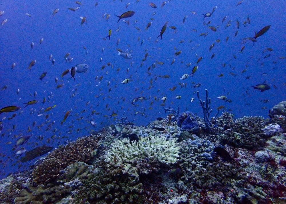 Maldives sees sharp coral reef decline as warming seas drive bleaching