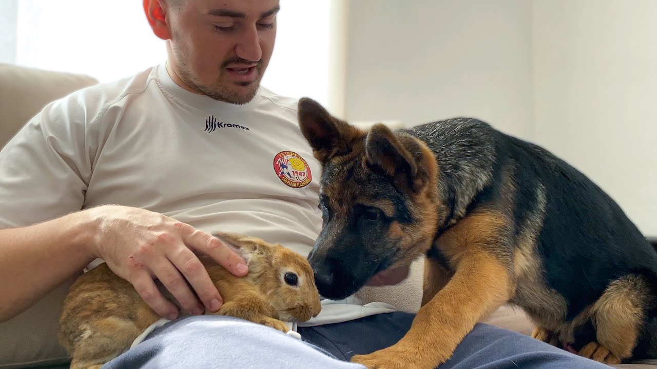 German shepherd thinks bunny Sam is a tiny mystery