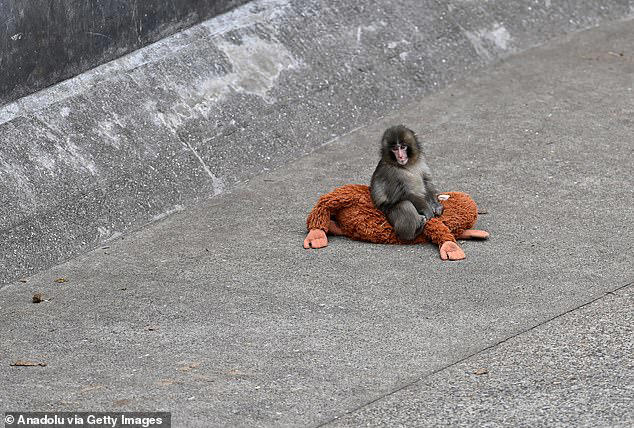 Fans flock to see Punch the monkey who turned to orangutan toy after ...