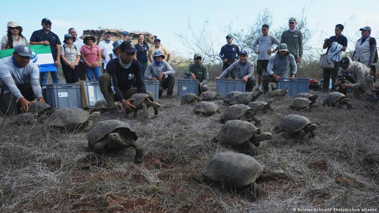 Giant tortoises reintroduced to a Galapagos island