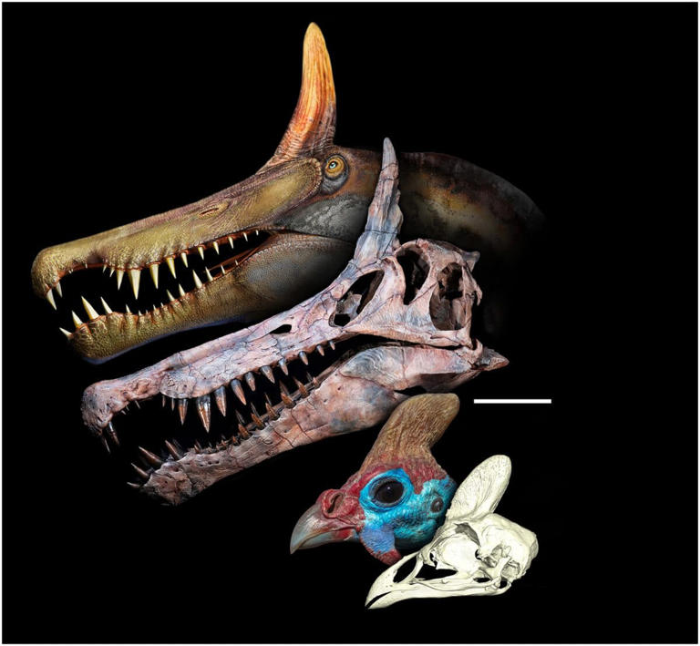 Scientists discover new dinosaur fossils with 'weird' features in the ...