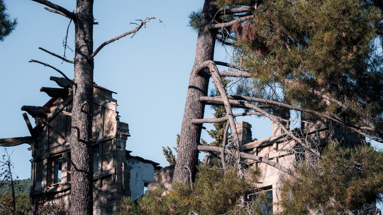 Study finds oaks and dry debris are top culprits in power line failures
