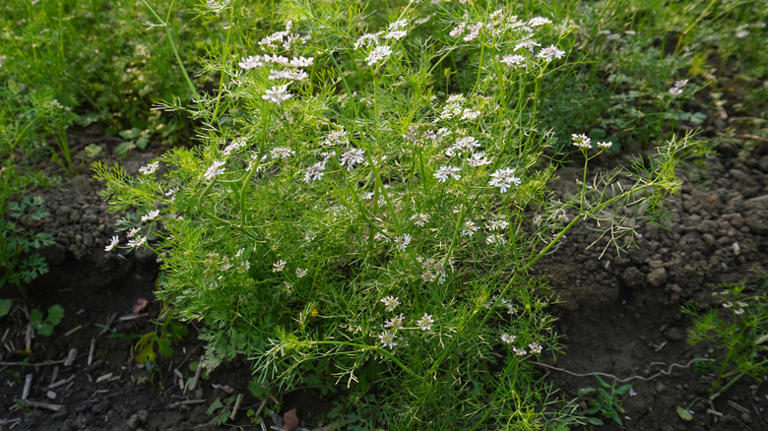 Let your cilantro bolt on purpose — here's why gardeners do it