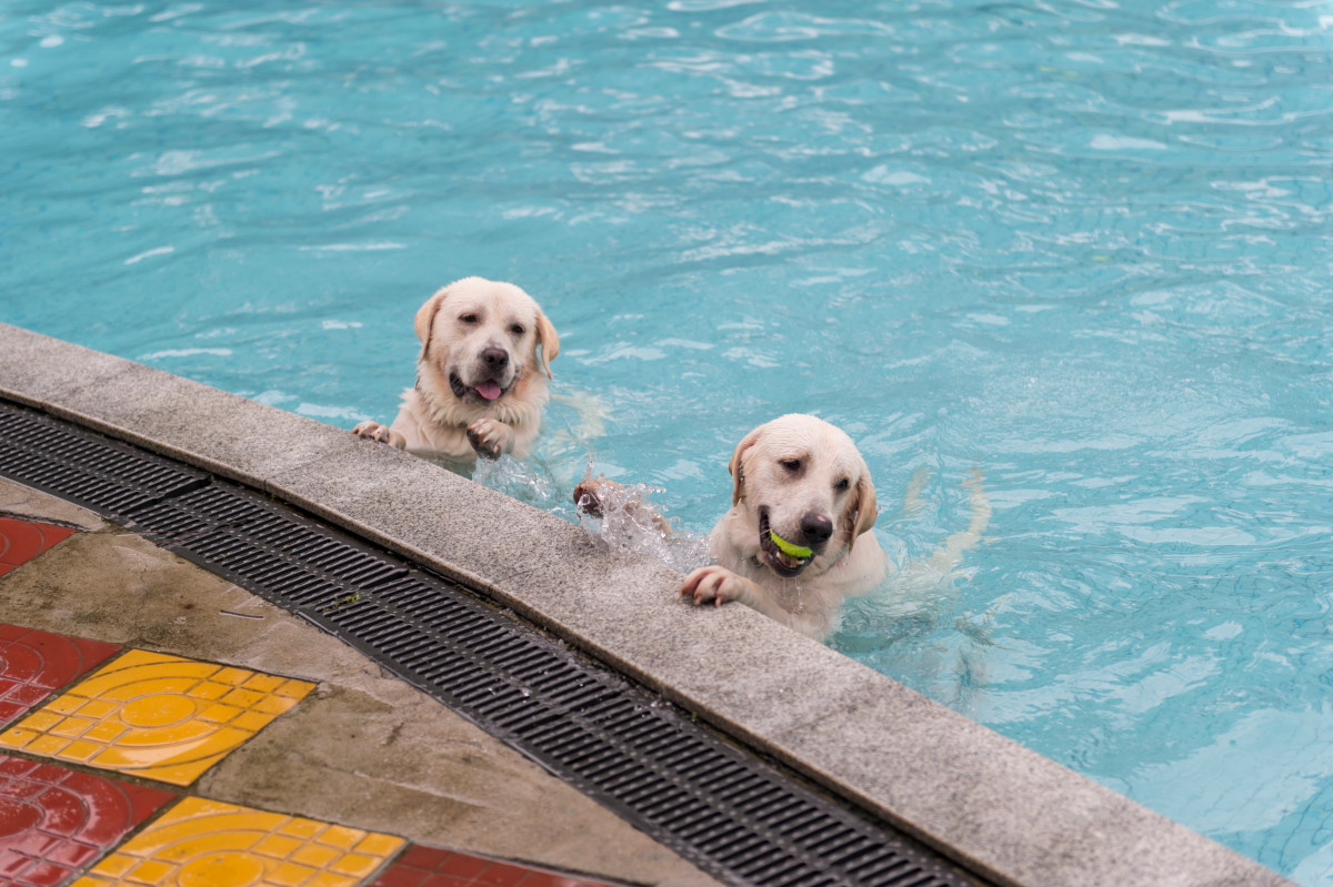 Yellow labradors ignoring mom to swim during a full rainstorm are such ...
