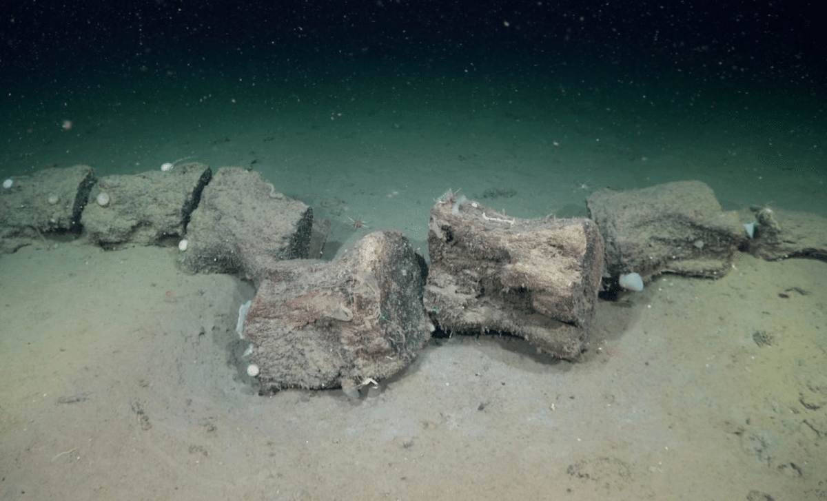 This new deep-sea expedition found species that were completely unknown ...