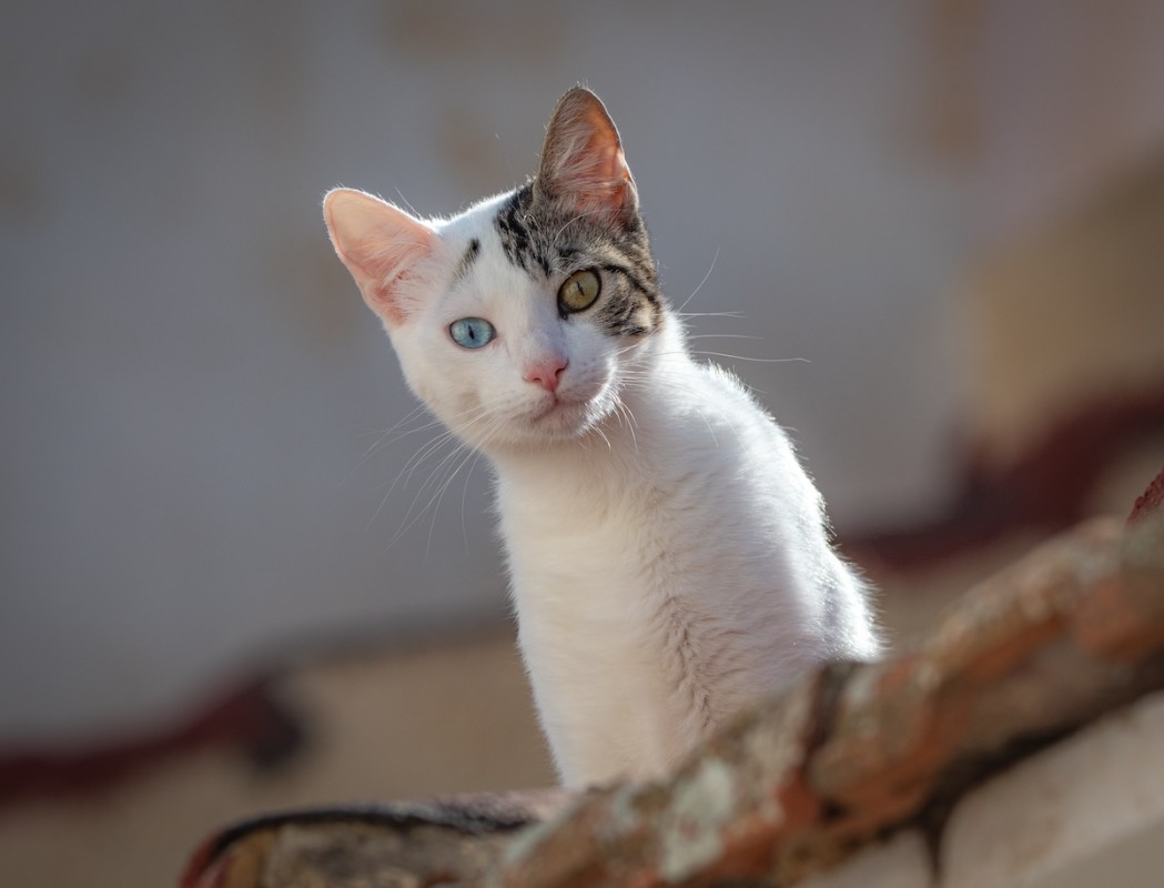Tabby cat has 3 gorgeous eye colors and it’s impossible to look away