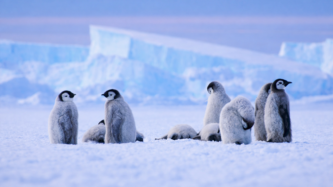 南極の氷上で過ごす赤ちゃんペンギンたち | Watch