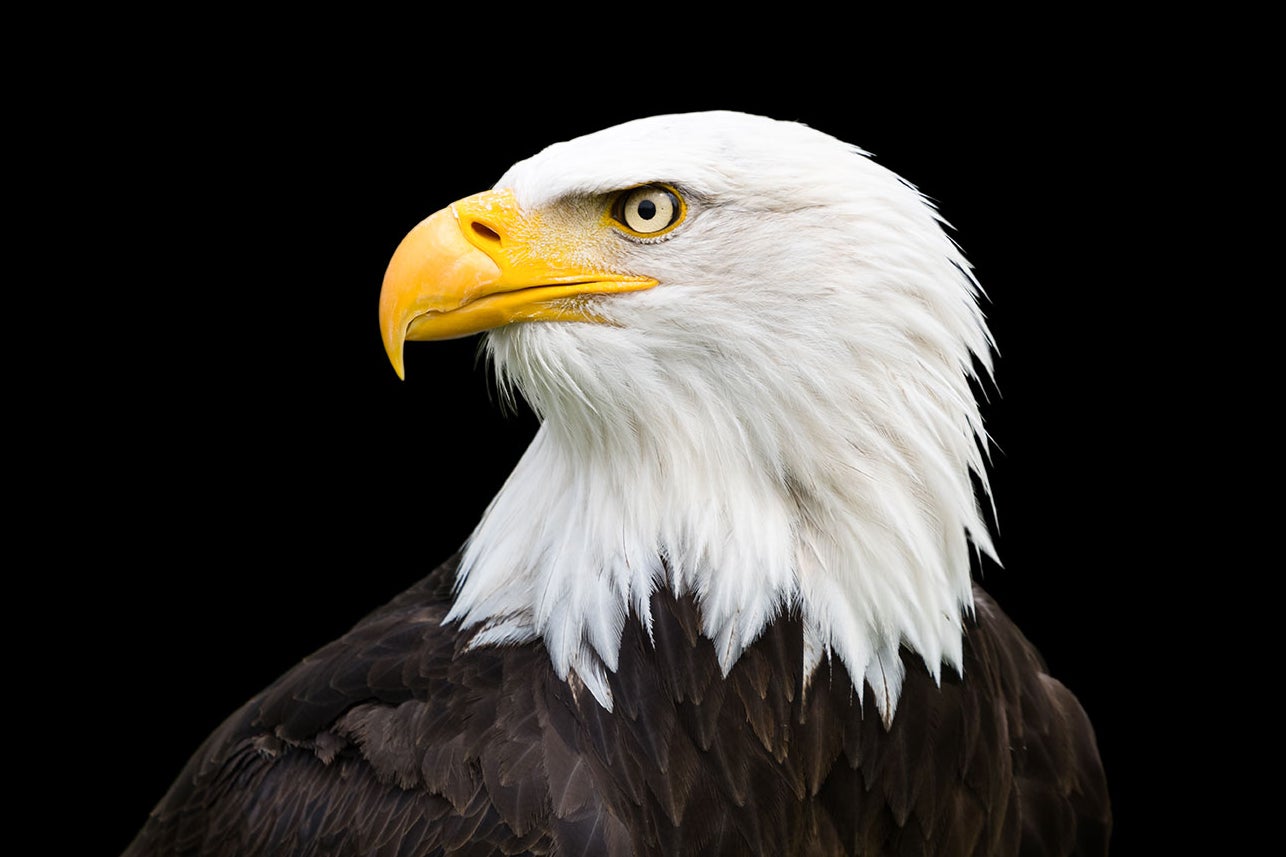 Americans Are Uniquely Infatuated With Bald Eagles. Too Bad Most of Us Have No Idea What They’re Actually Like.
