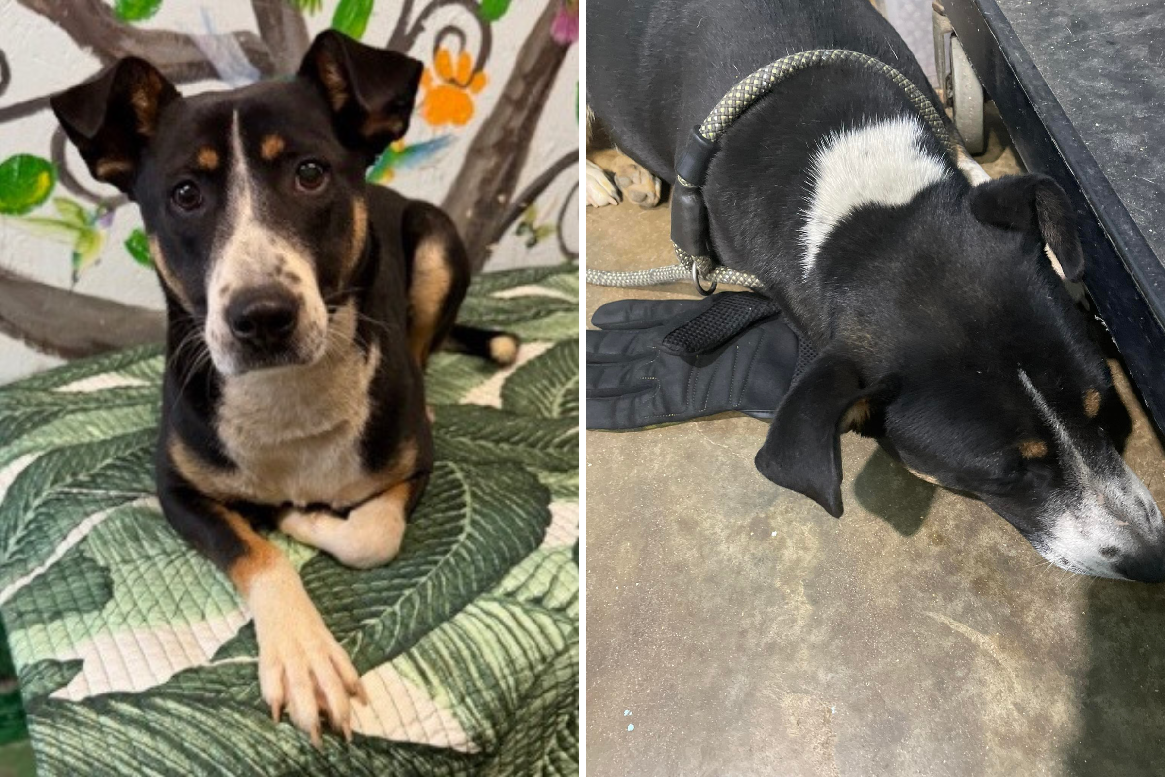 Shelter finds dumped dog clutching glove then realizes why she won’t let go<br><br>