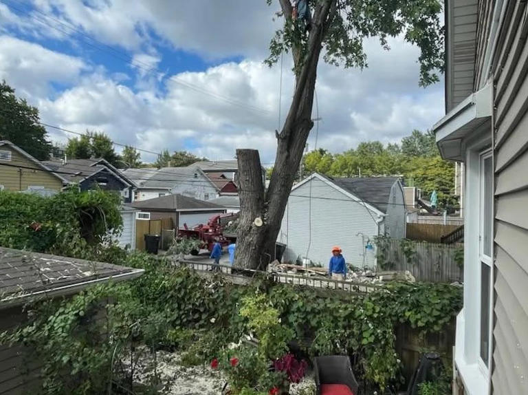 Homeowner returns from vacation to discover neighbor cut down their ...