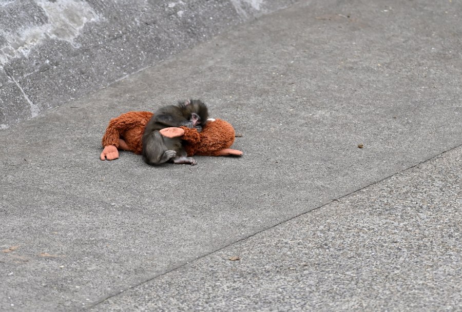 Internet cheers on viral baby monkey 'Punch' as story takes hopeful turn