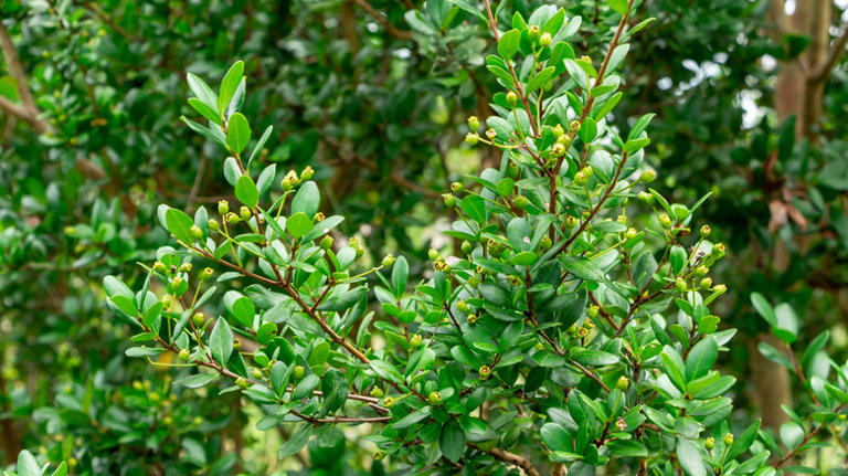 Add year-round color to your yard with a flowering shrub cardinals love