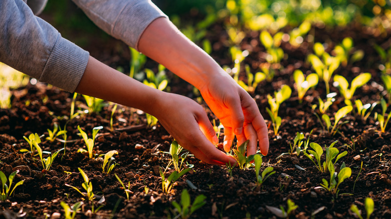 Protect spring seedlings from a cold snap with a toilet paper solution