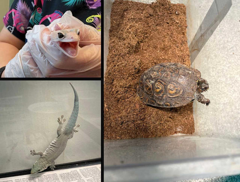 From cats to cobras: 65 reptiles rescued from home suddenly fill ...