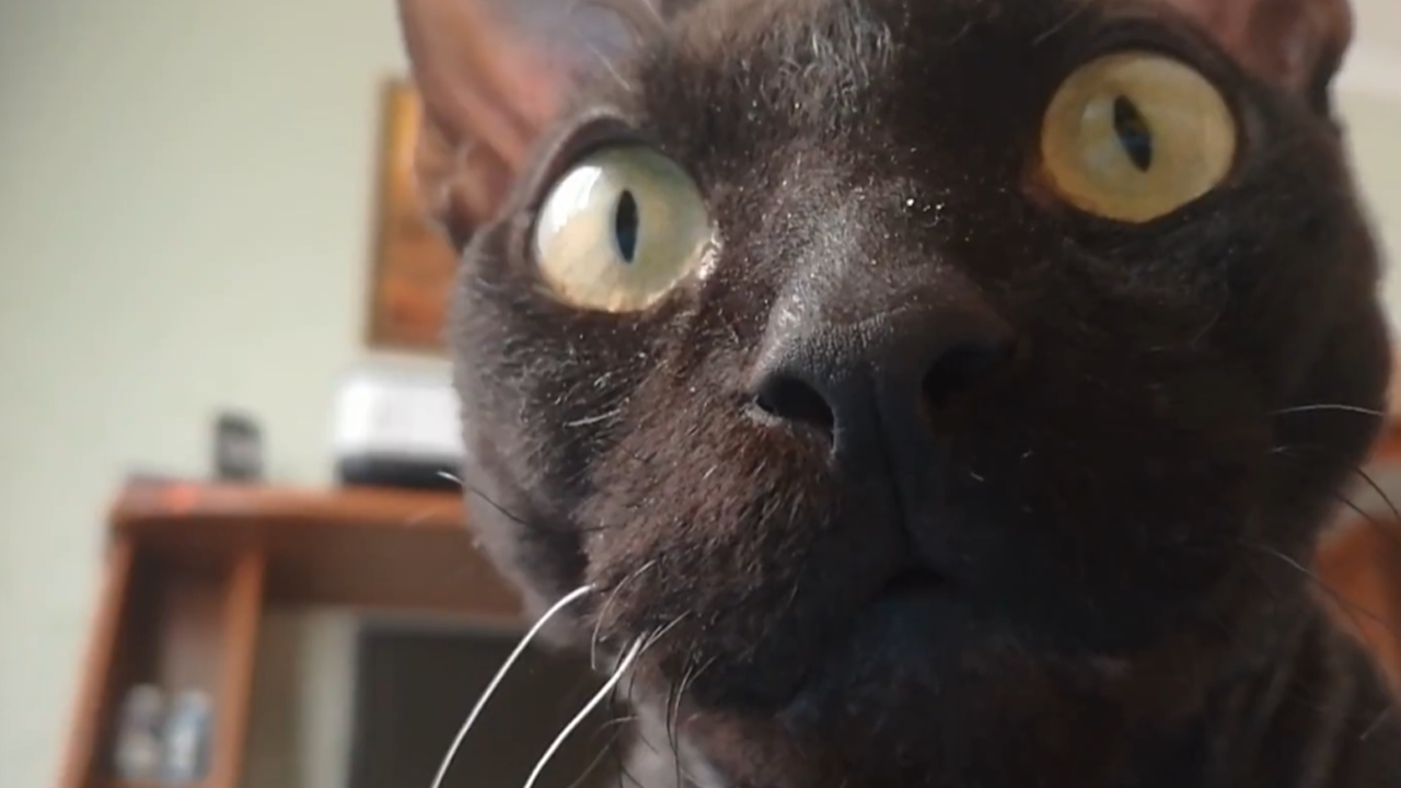 Cat’s morning wake-up routine