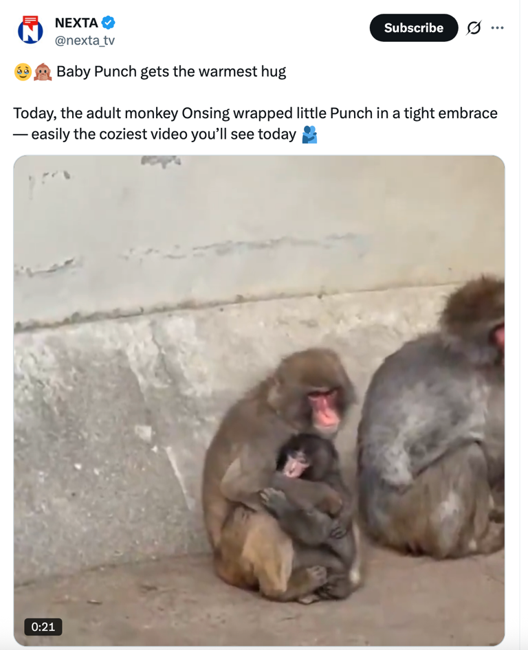The internet has officially fallen in love with Punch, an abandoned ...