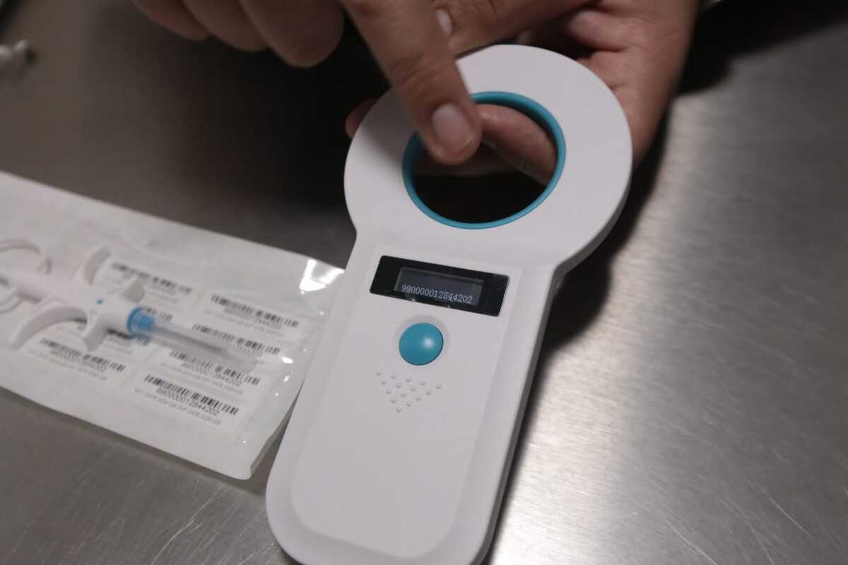 Microchip de cobre para identificar mascotas en el Edomex: así funciona ...