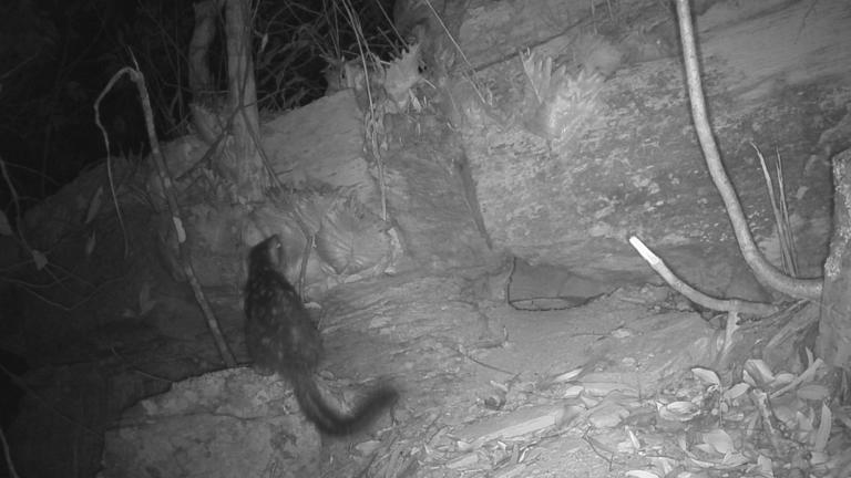 Cute marsupial went missing from Australian wildlife sanctuary for 80 ...