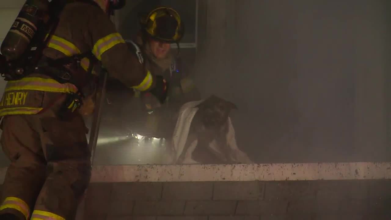 Watch: Firefighters rescue dog trapped in Toledo house fire