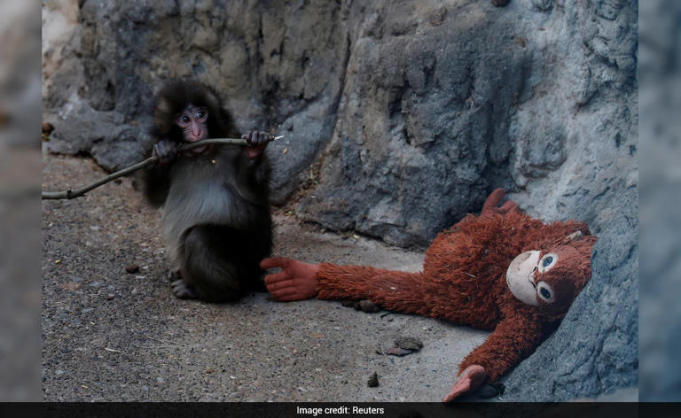 Rejected by its own mother? Possible explanations in Punch the Monkey's ...