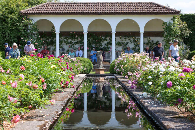 Do this in February for roses that bloom all summer, expert says