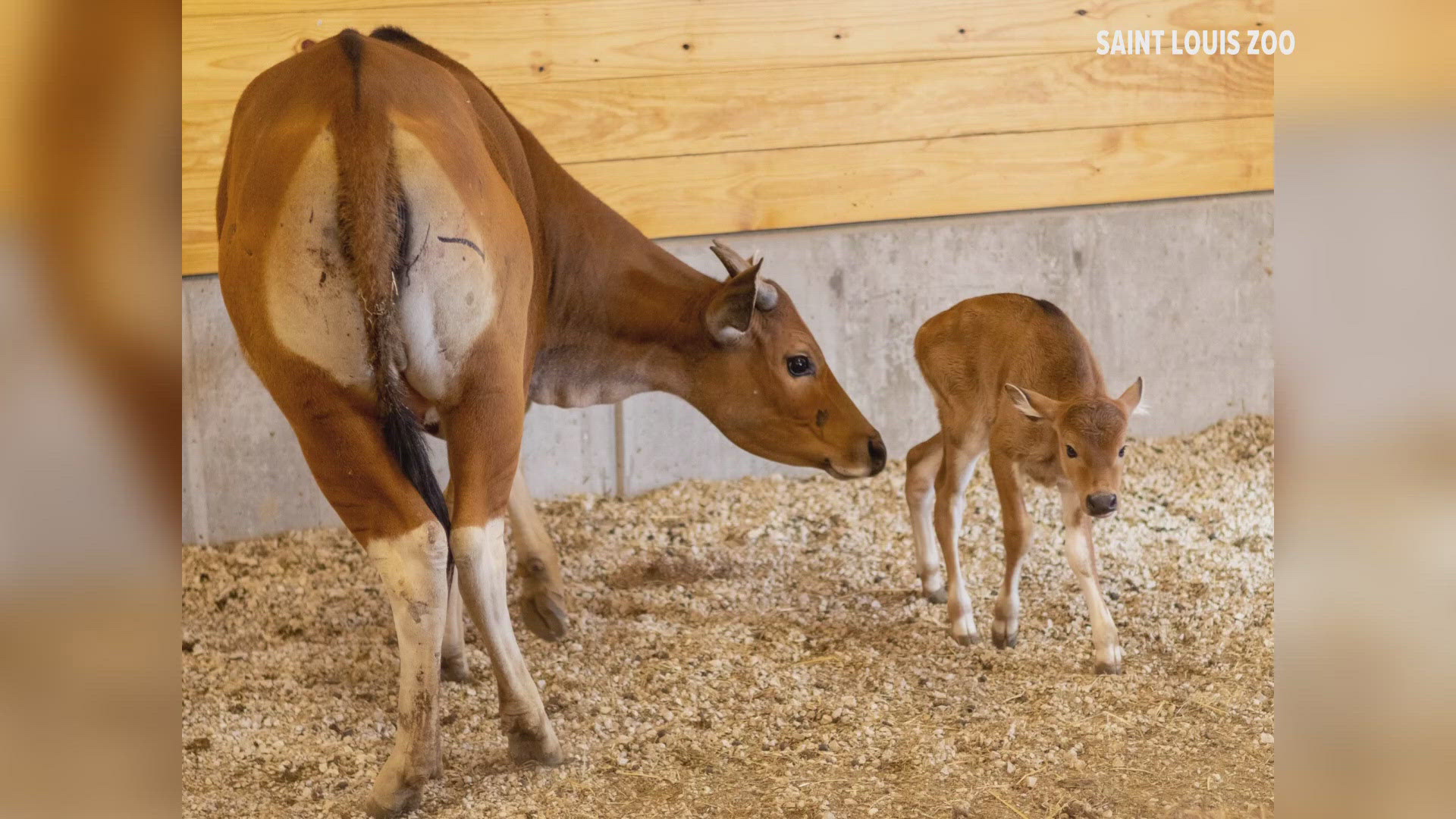 Saint Louis Zoo WildCare Park welcomes new banteng calf