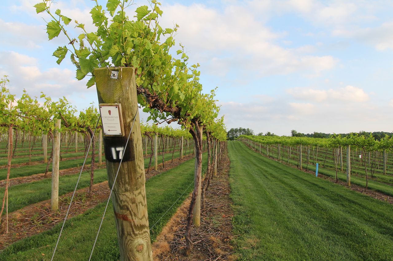 A scenic vineyard with aligned grapevines and labeled posts in a grassy setting