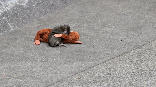 The 'baby monkey punch effect': Why we hold on to what feels safe after ...