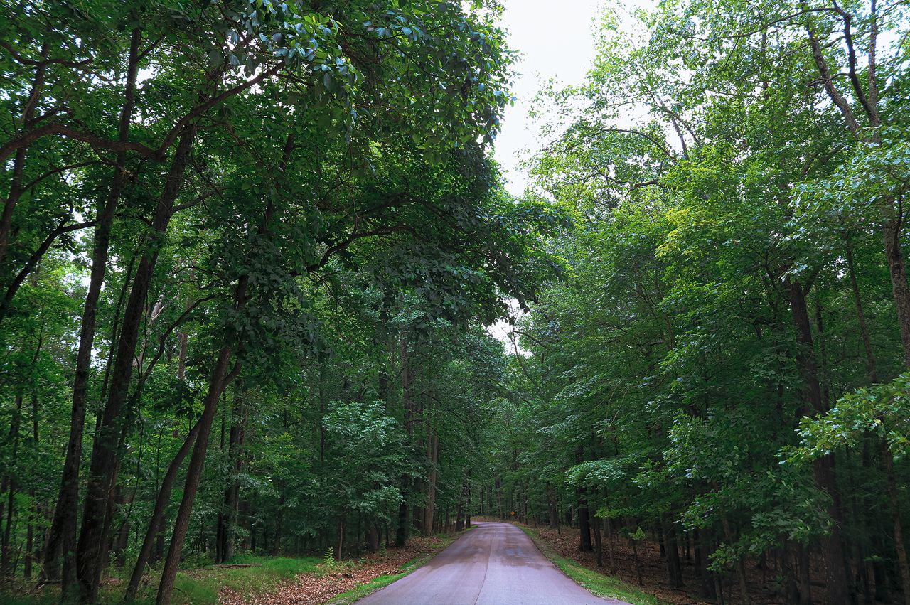 A paved road through a forest area with tall trees on both sides