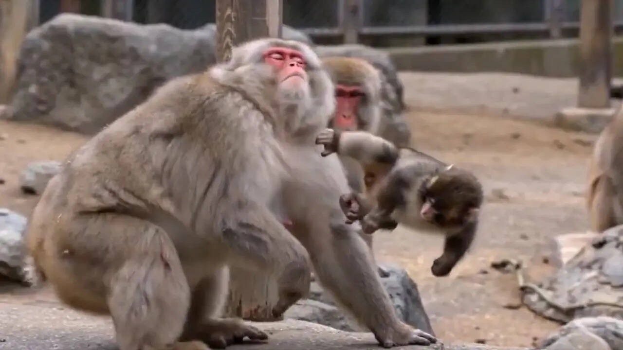 Baby monkey Punch takes 'revenge'? Viral AI videos give a 'comeback ...