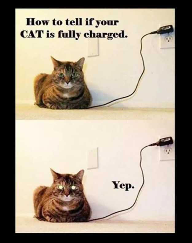 Here are some of the most hilariously relatable cat memes