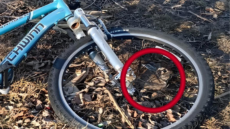 A rabbit is hiding near the bicycle – can you see it?