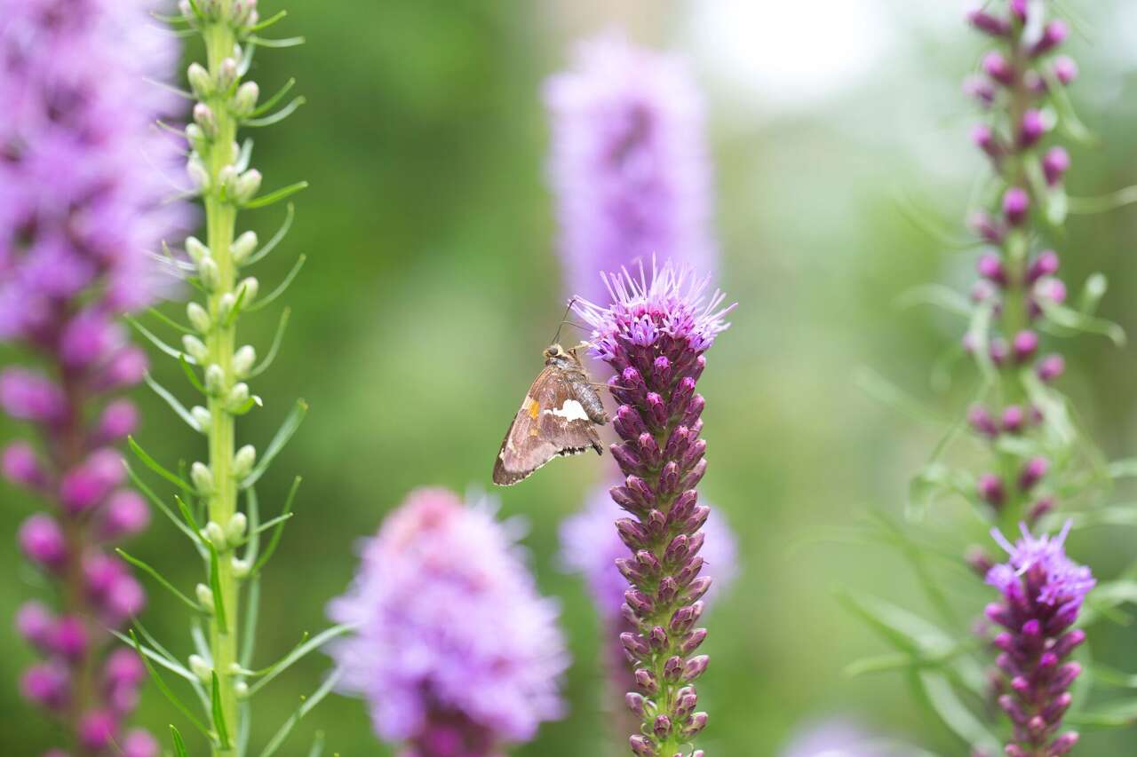 Bulbs with season-long color, pollinator appeal