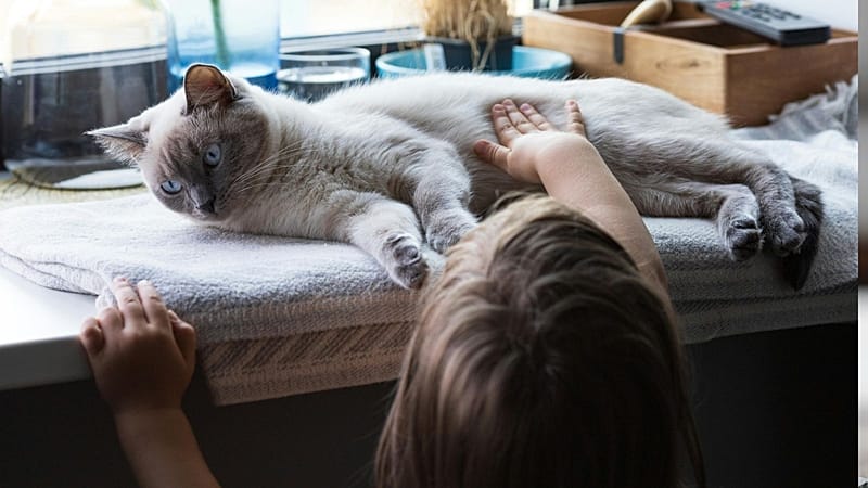 Pet cats share key cancer genes with humans, study finds