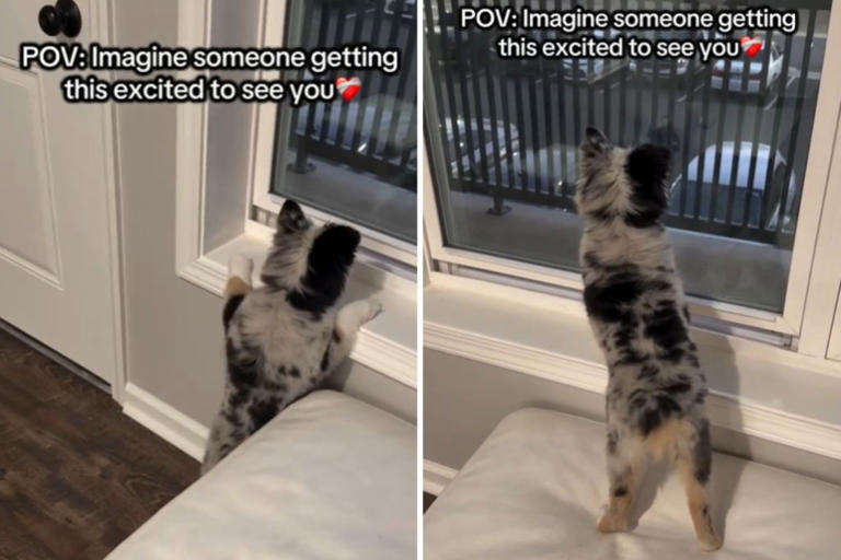 Moment mini Aussie puppy realizes owner is home—his reaction melts hearts