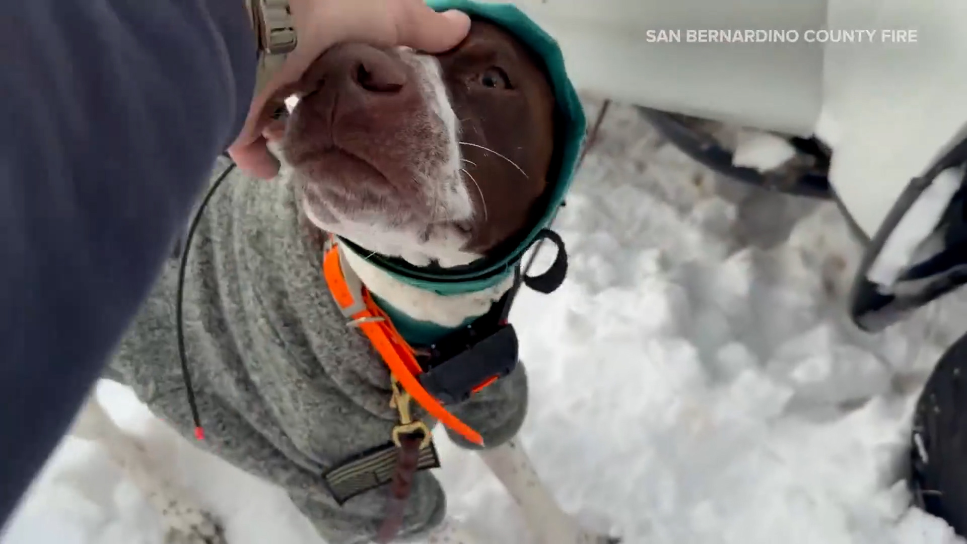 Dog rescued after getting stuck in snow